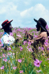 Color Purple, The
